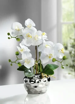 Orchidee im Topf
