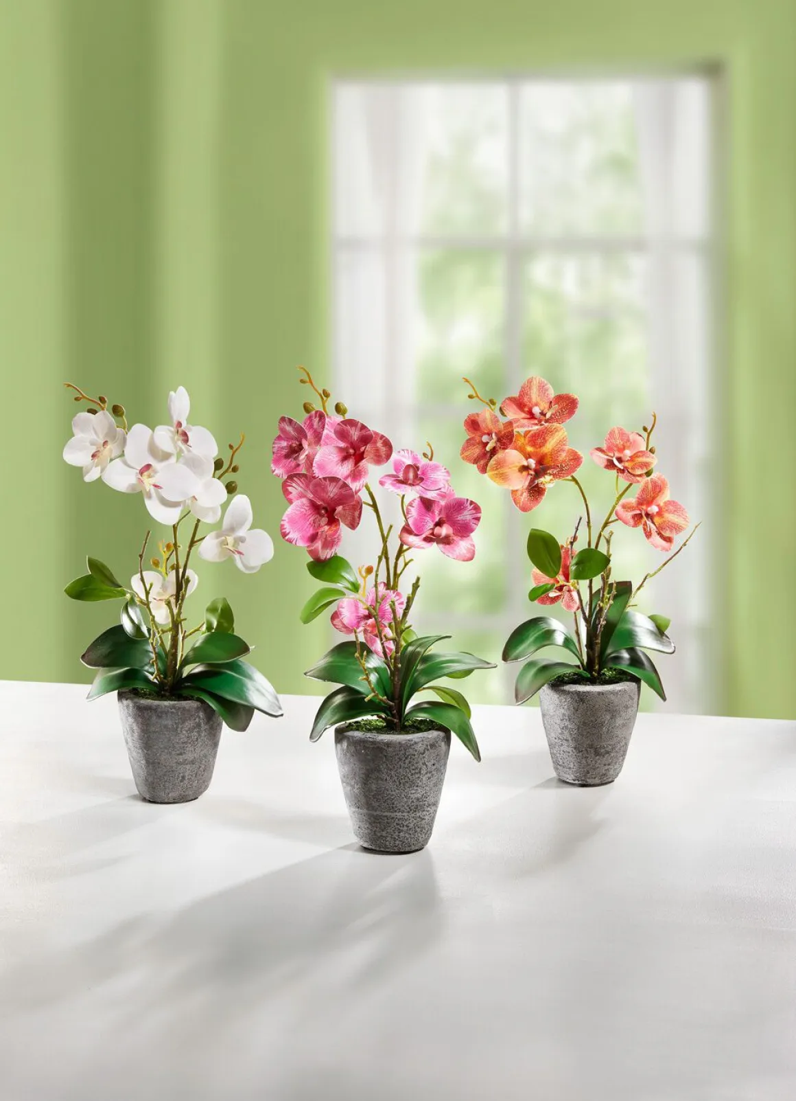 Orchidee im Zementtopf