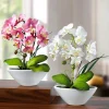 Orchideen in Keramikschale, 2er-Set