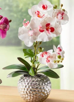 Orchidee Phalaenopsis in Keramikschale